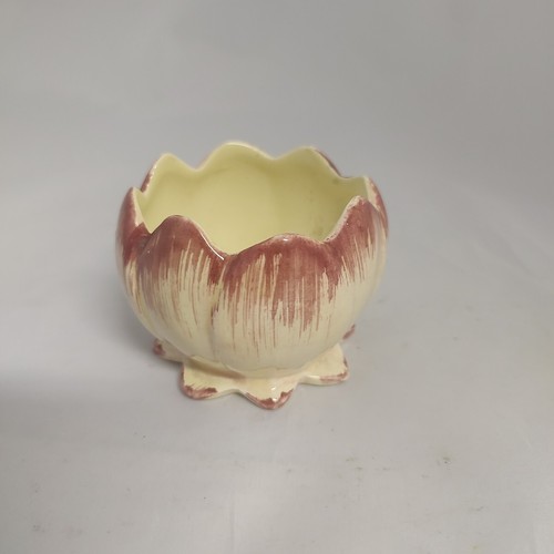 Shorter and son water lily - shorter,