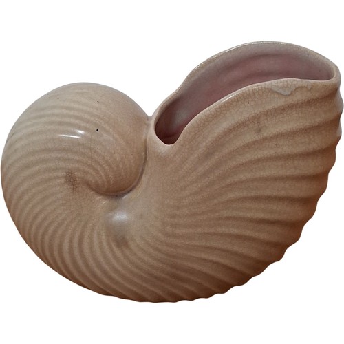 Shorter son nautilus shell - shorter,